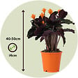 PLANT IN A BOX - Calathée - Set de 2 - Calathea crocata 'Tassmania' - Hauteur 40-50cm - ⌀14cm - vignette