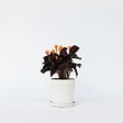 PLANT IN A BOX - Calathée - Calathea crocata 'Tassmania' - Hauteur 40-50cm - ⌀14cm - vignette