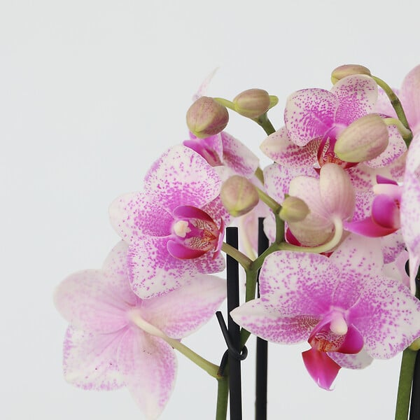 PLANT IN A BOX - Orchidée papillon - Phalaenopsis Multiflora - Hauteur 35-45cm - ⌀12cm - large