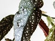 BLOOMIQUE - Begonia Maculata - Bégonia à pois - Plante à pois - Plante d’intérieur - H. 20-30 cm - P. 12 cm - vignette