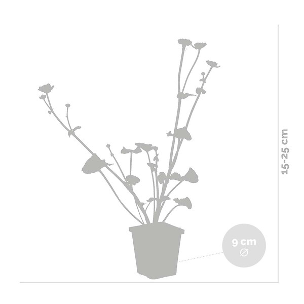 BLOOMIQUE - Lot de 6 - Caltha Palustris - Populage des marais - Plantes de bassin - H. 15-25 cm - P. 9 cm - large