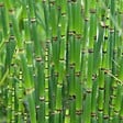BLOOMIQUE - Lot de 6 - Juncus Spiralis - Jonc spiralé - Plantes de bassin - H. 20-30 cm - P. 9 cm - vignette