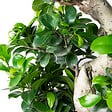 BLOOMIQUE - Ficus Ginseng - Forme en S - Bonsaï - Plante d'intérieur - Dépolluante - Facile d'entretien - vignette