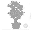 BLOOMIQUE - Ficus Ginseng - Forme en S - Bonsaï - Plante d'intérieur - Dépolluante - Facile d'entretien - vignette