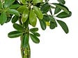 BLOOMIQUE - Schefflera Arboricola - Arbre ombrelle - Plantes d’intérieur - Dépolluante - H. 60-80 cm - P. 19 cm - vignette