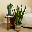 BLOOMIQUE - Sansevieria Zeylanica - Langue de Dame - Plantes d'intérieur - 80-100 cm de haut - Pot 21 cm - vignette