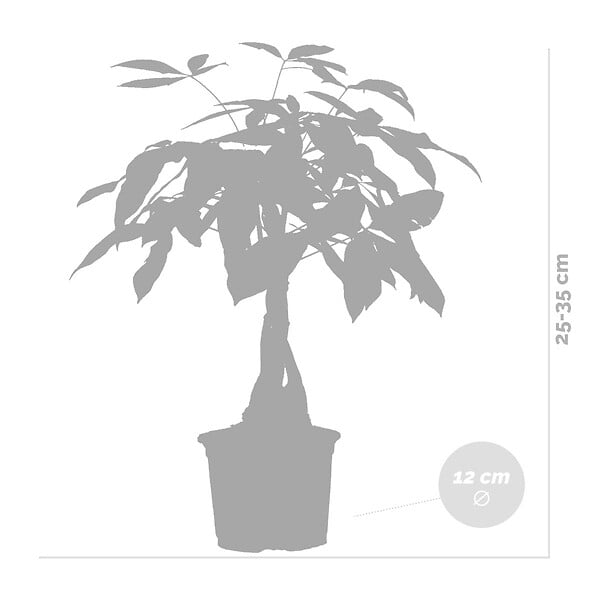 BLOOMIQUE - Pachira Aquatica - Arbre à argent - Plante d’intérieur - Dépolluante - Hauteur 25-35 cm - Pot 12 cm - large