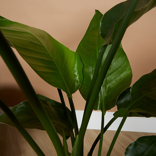 BLOOMIQUE - Strelitzia Nicolai - Plante oiseau de paradis - Fleurs de paradis - Pot 21 cm - Hauteur 90-110 cm - large