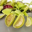 BLOOMIQUE - Dionaea Muscipula - Dionée Attrape-Mouche - Plante Carnivore - H. 10-15 cm - P. 12 cm - vignette