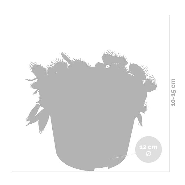 BLOOMIQUE - Dionaea Muscipula - Dionée Attrape-Mouche - Plante Carnivore - H. 10-15 cm - P. 12 cm - large