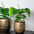 BLOOMIQUE - Lot de 2 - Musa Dwarf Cavendish - Bananier d’intérieur - H. 60-70 cm - P. 17 cm - vignette
