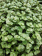 BLOOMIQUE - Lot de 6 - Callisia repens - Plante tortue - Comestible pour animaux - H. 10-20 cm - P. 12 cm - vignette