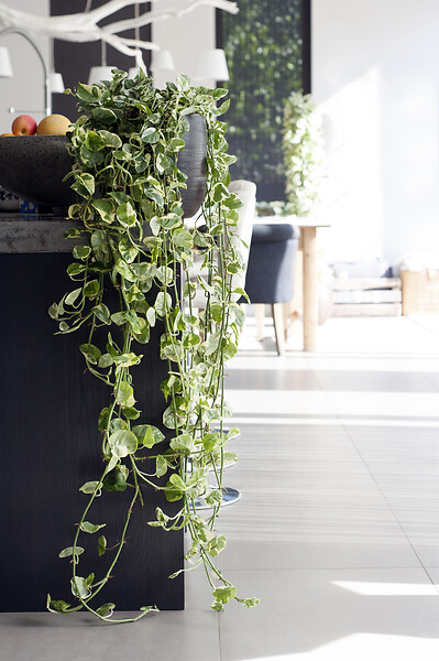BLOOMIQUE - Lot de 2 Scindapsus Marble Queen - Lierre du Diable - Plantes suspendues ou grimpantes - large