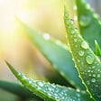 PLANT IN A BOX - Aloe vera - Set de 2 - Aloe barbadensis - Hauteur 25-40cm - ⌀10,5cm - vignette