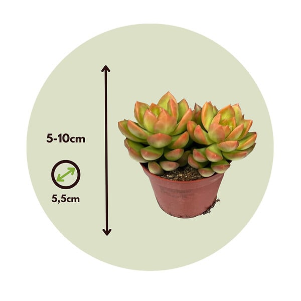 PLANT IN A BOX - Mélange de petites succulentes - Set de 6 - Succulent Mix - H5-10cm - ⌀5,5cm - large