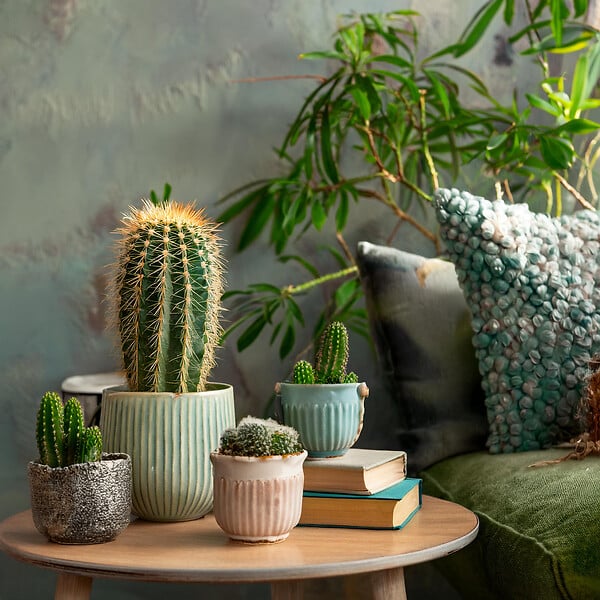 PLANT IN A BOX - Mélange de mini cactus - Set de 12 - Cactus - Hauteur 5-10cm - ⌀5,5cm - large