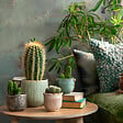 PLANT IN A BOX - Mélange de mini cactus - Set de 12 - Cactus - Hauteur 5-10cm - ⌀5,5cm - vignette
