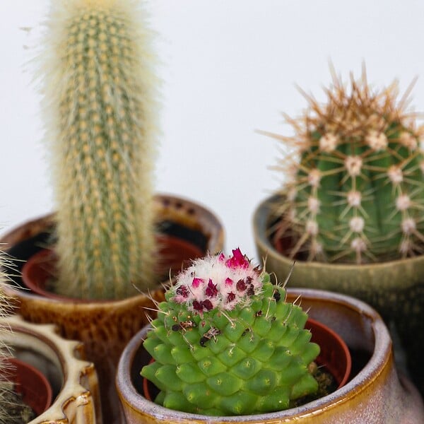 PLANT IN A BOX - Mélange de mini cactus - Set de 12 - Cactus - Hauteur 5-10cm - ⌀5,5cm - large