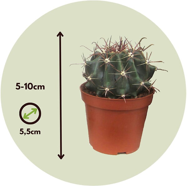 PLANT IN A BOX - Mélange de mini cactus - Set de 12 - Cactus - Hauteur 5-10cm - ⌀5,5cm - large