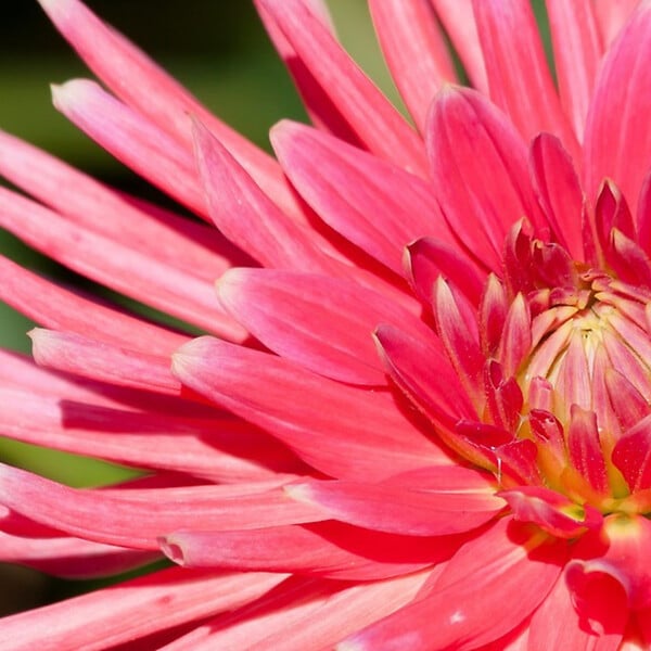 PLANT IN A BOX - Mélange de bulbes pour le jardin - Set de 250 - Dahlia Gladiolus Freesia Oxalis - large