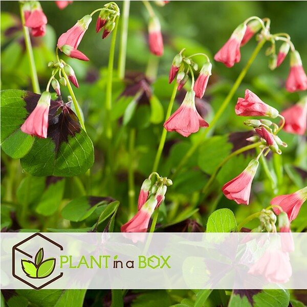 PLANT IN A BOX - Mélange de bulbes pour le jardin - Set de 250 - Dahlia Gladiolus Freesia Oxalis - large