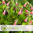 PLANT IN A BOX - Mélange de bulbes pour le jardin - Set de 250 - Dahlia Gladiolus Freesia Oxalis - vignette