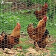 VOUNOT - Grillage a poule avec fils 13mm en acier galvanise 1x25M - vignette