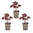 BLOOMIQUE - Lot de 3 - Heuchera Micrantha 'Palace Purple' - Heuchère - H. 10-20 cm - P. 9x9 cm - vignette