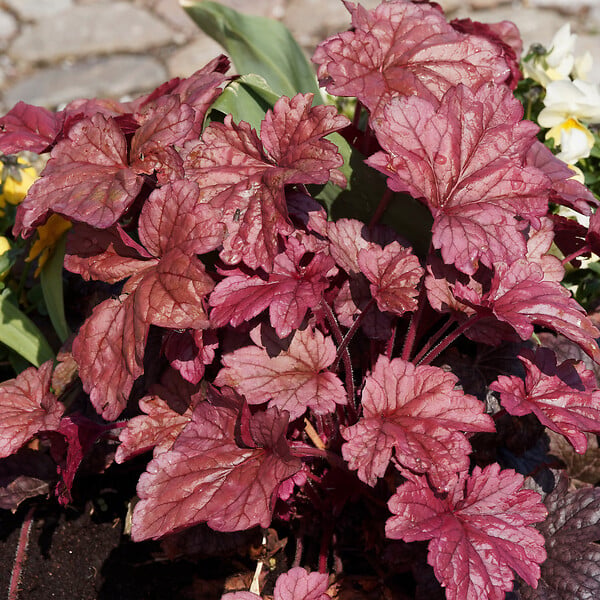 BLOOMIQUE - Lot de 3 - Heuchera Micrantha 'Palace Purple' - Heuchère - H. 10-20 cm - P. 9x9 cm - large
