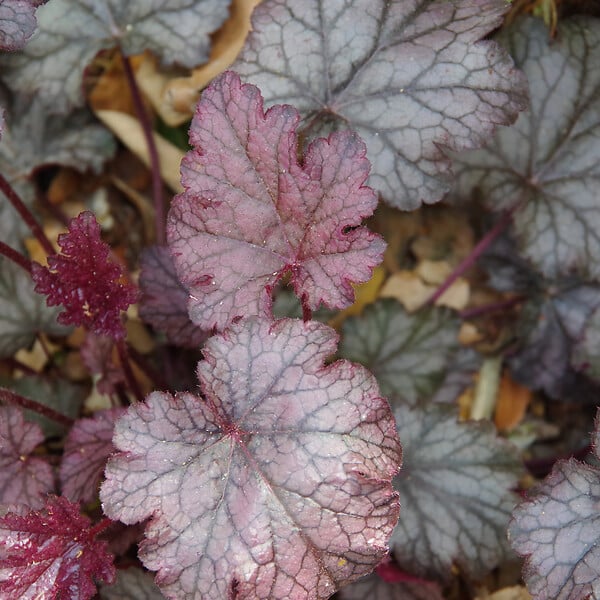 BLOOMIQUE - Lot de 3 - Heuchera Micrantha 'Palace Purple' - Heuchère - H. 10-20 cm - P. 9x9 cm - large