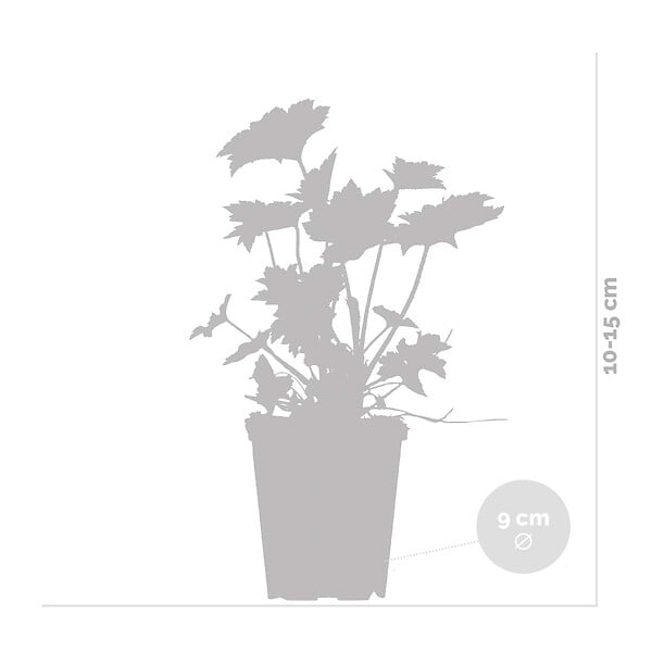 BLOOMIQUE - Lot de 3 - Heuchera Micrantha 'Palace Purple' - Heuchère - H. 10-20 cm - P. 9x9 cm - large