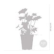 BLOOMIQUE - Lot de 3 - Heuchera Micrantha 'Palace Purple' - Heuchère - H. 10-20 cm - P. 9x9 cm - vignette