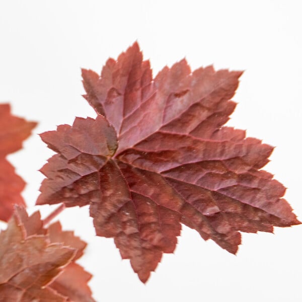 BLOOMIQUE - Lot de 3 - Heuchera Micrantha 'Palace Purple' - Heuchère - H. 10-20 cm - P. 9x9 cm - large