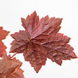 BLOOMIQUE - Lot de 3 - Heuchera Micrantha 'Palace Purple' - Heuchère - H. 10-20 cm - P. 9x9 cm - vignette