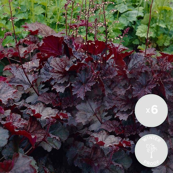 BLOOMIQUE - Lot de 6 - Heuchera Micrantha 'Palace Purple' - Heuchère - H. 10-20 cm - P. 9x9 cm - large