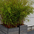 BLOOMIQUE - Lot de 3 - Fargesia rufa - Bambou non traçant - Persistant - H. 20-30 cm - P. 10 cm - vignette