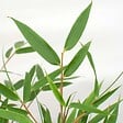 BLOOMIQUE - Lot de 3 - Fargesia rufa - Bambou non traçant - Persistant - H. 20-30 cm - P. 10 cm - vignette