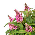 BLOOMIQUE - Buddleja Butterfly Little Pink - Arbre aux papillons - Plantes de jardin - H. 30-40 cm - P. 19 cm - vignette
