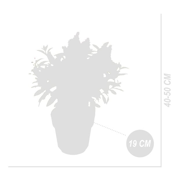 BLOOMIQUE - Buddleja Butterfly Little Pink - Arbre aux papillons - Plantes de jardin - H. 30-40 cm - P. 19 cm - large