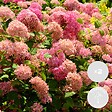 BLOOMIQUE - Lot de 2 - Hydrangea Pink Annabelle - Hortensia - Rose - Plantes de jardin - H. 40-50 cm - P. 19 cm - vignette