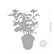 BLOOMIQUE - Lot de 2 - Hydrangea Pink Annabelle - Hortensia - Rose - Plantes de jardin - H. 40-50 cm - P. 19 cm - vignette