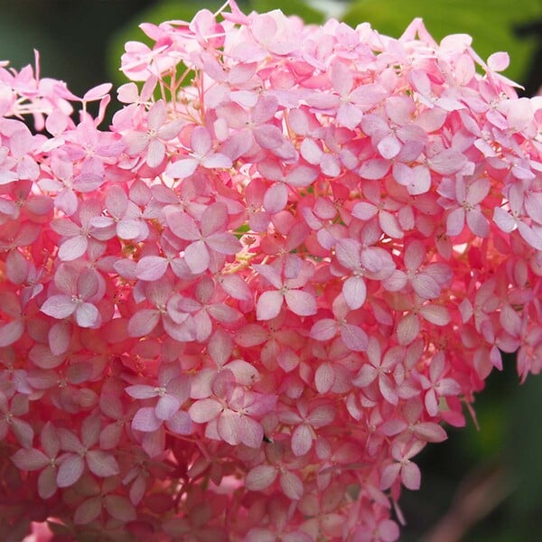 BLOOMIQUE - Lot de 2 - Hydrangea Pink Annabelle - Hortensia - Rose - Plantes de jardin - H. 40-50 cm - P. 19 cm - large