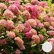 BLOOMIQUE - Hydrangea Pink Annabelle - Hortensia - Rose - Plantes de jardin - H. 40-50 cm - P. 19 cm - vignette