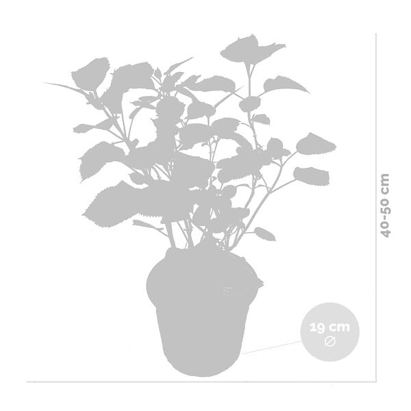 BLOOMIQUE - Hydrangea Pink Annabelle - Hortensia - Rose - Plantes de jardin - H. 40-50 cm - P. 19 cm - large