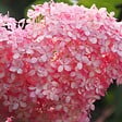 BLOOMIQUE - Hydrangea Pink Annabelle - Hortensia - Rose - Plantes de jardin - H. 40-50 cm - P. 19 cm - vignette