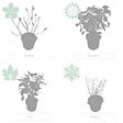BLOOMIQUE - Hydrangea Pink Annabelle - Hortensia - Rose - Plantes de jardin - H. 40-50 cm - P. 19 cm - vignette