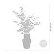 BLOOMIQUE - Acer Shirasawanum 'Moonrise' - Érable du Japon - Plantes de jardin - H. 50-70 cm - P. 19 cm - vignette