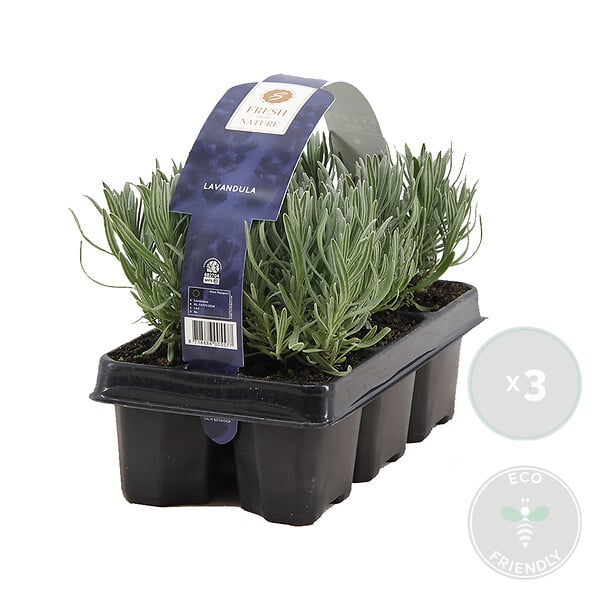 BLOOMIQUE - Lot de 3 - Lavandula Angustifolia - Plante de lavande - Plantes de jardin - H. 15-20 cm - large