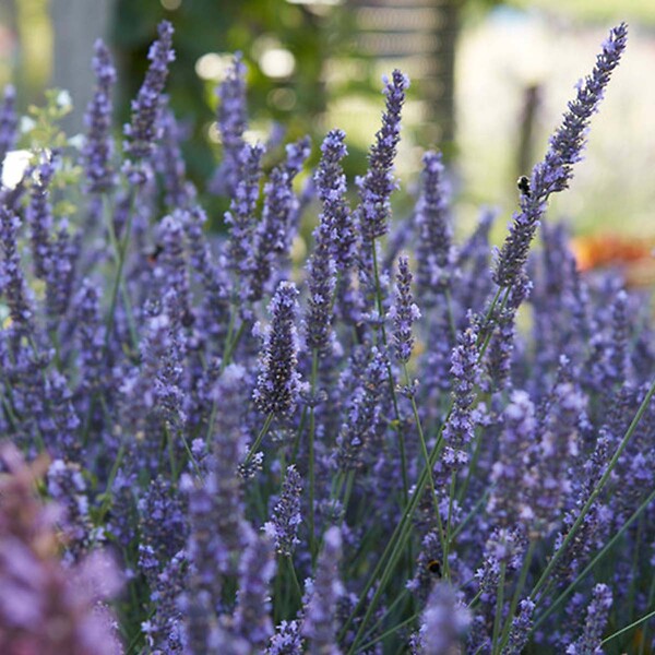 BLOOMIQUE - Lot de 3 - Lavandula Angustifolia - Plante de lavande - Plantes de jardin - H. 15-20 cm - large