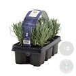BLOOMIQUE - Lot de 2 - Lavandula Angustifolia - Plante de lavande - Plantes de jardin - H. 15-20 cm - vignette